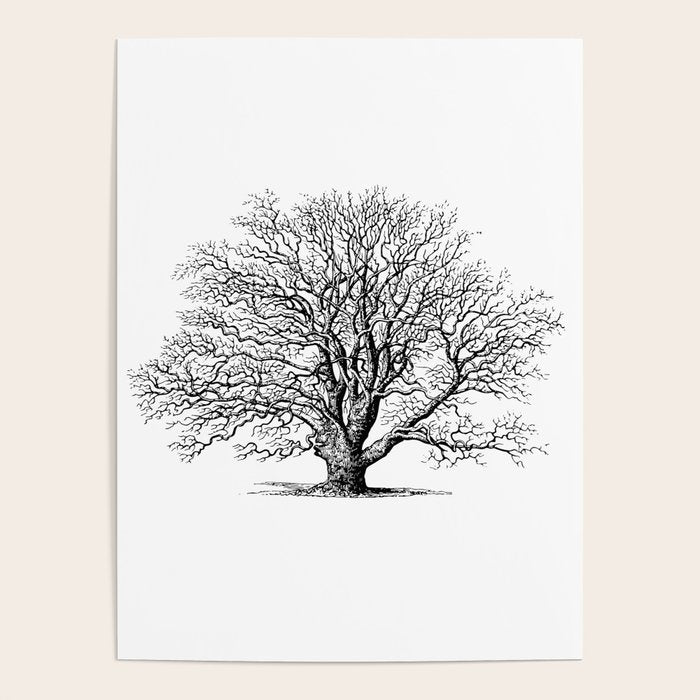 oak tree botanical no2 Poster Gallery Image 1