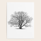 oak tree botanical no2 Poster Gallery Image 4