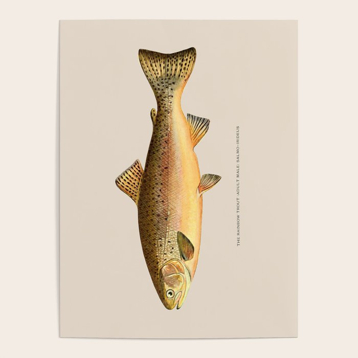 The Rainbow Trout Poster Gallery Image 4