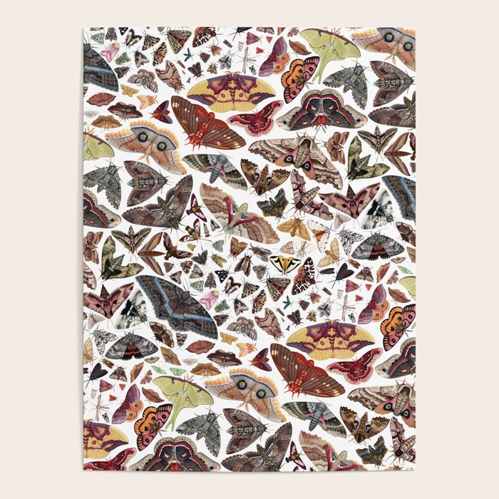 Moths of North America Pattern Poster Gallery Image 1