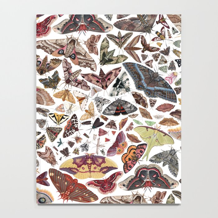 Moths of North America Pattern Notebook Gallery Image 4
