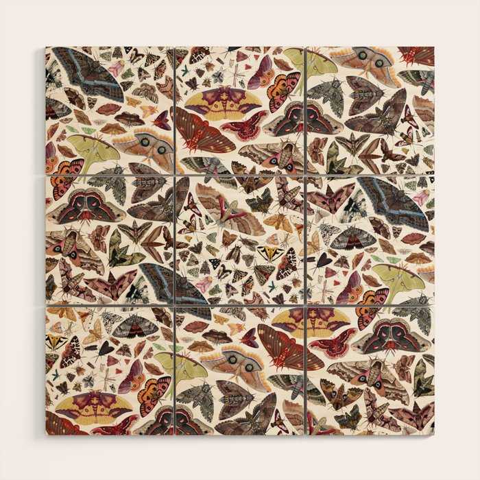 Moths of North America Pattern Wood Wall Art Gallery Image 1