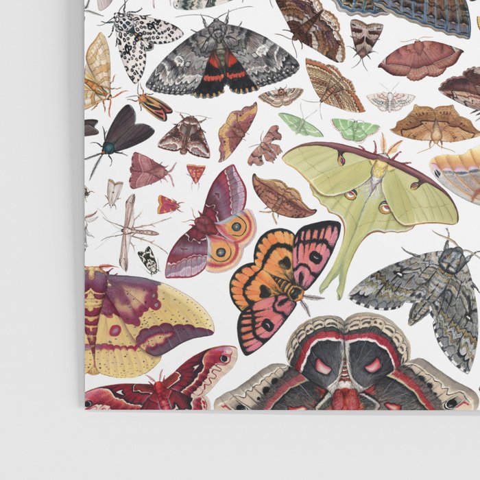 Moths of North America Pattern Poster Gallery Image 3