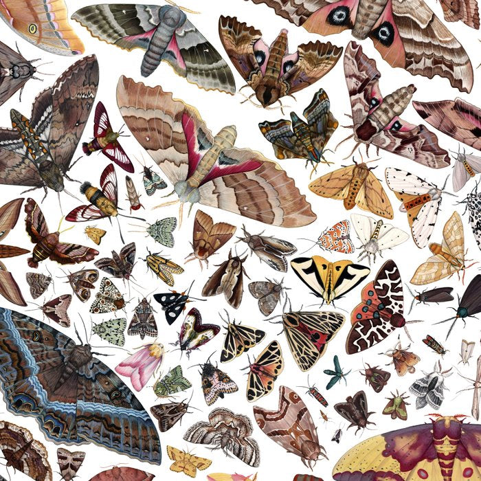 Moths of North America Pattern Coffee Mug Gallery Image 2