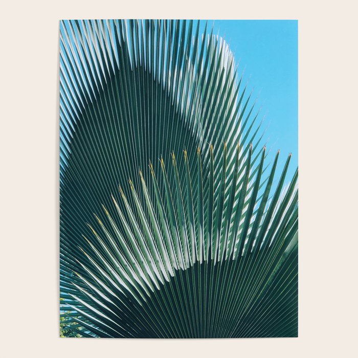 Cuban Palm Tree Poster Gallery Image 4