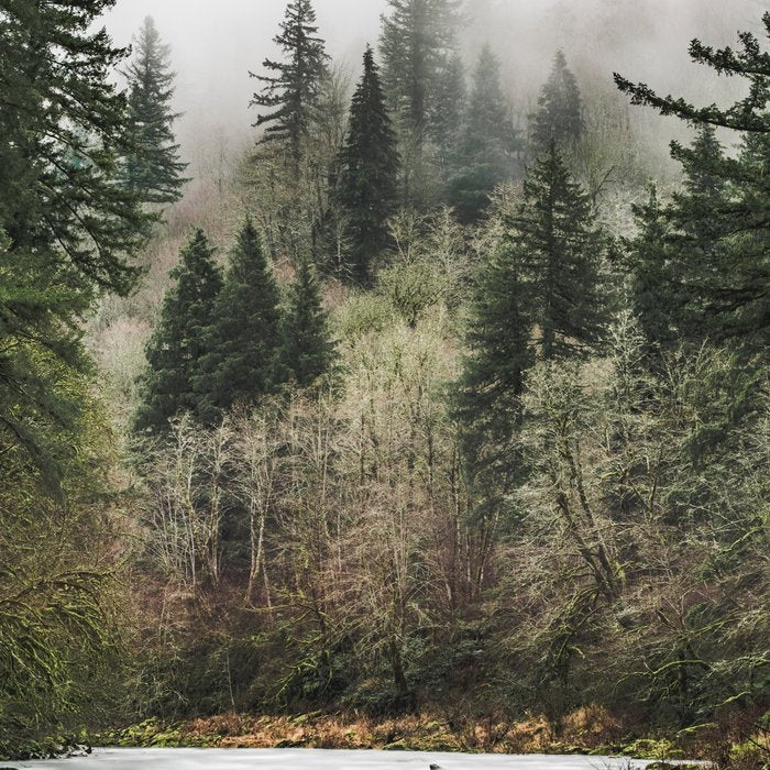Pacific Northwest Forest River - 24/365 Coffee Mug Gallery Image 2