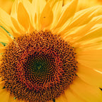 Happy Little Sunflowers Coffee Mug Gallery Image 2