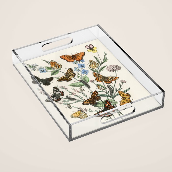 Vintage Scientific Illustration Butterfly Botanical Floral Lithograph Encyclopaedia Diagrams  Acrylic Tray Gallery Image 1