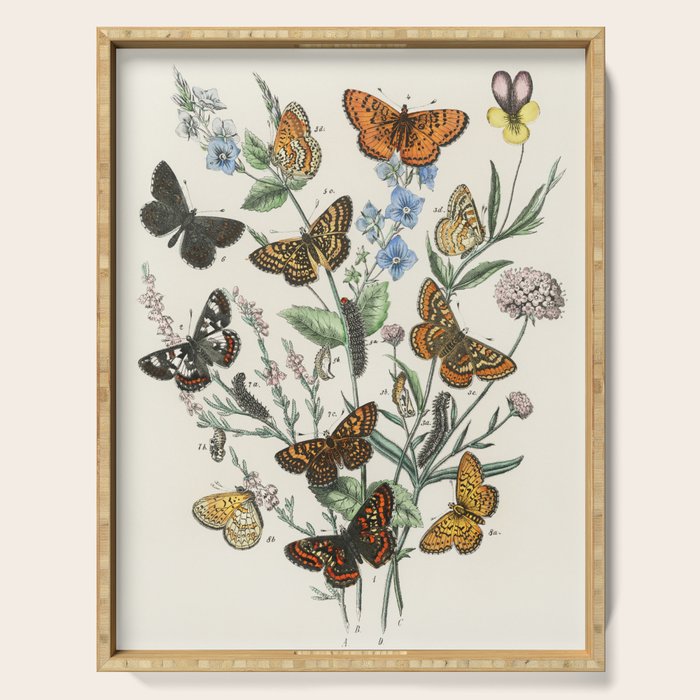 Vintage Scientific Illustration Butterfly Botanical Floral Lithograph Encyclopaedia Diagrams  Serving Tray Gallery Image 1
