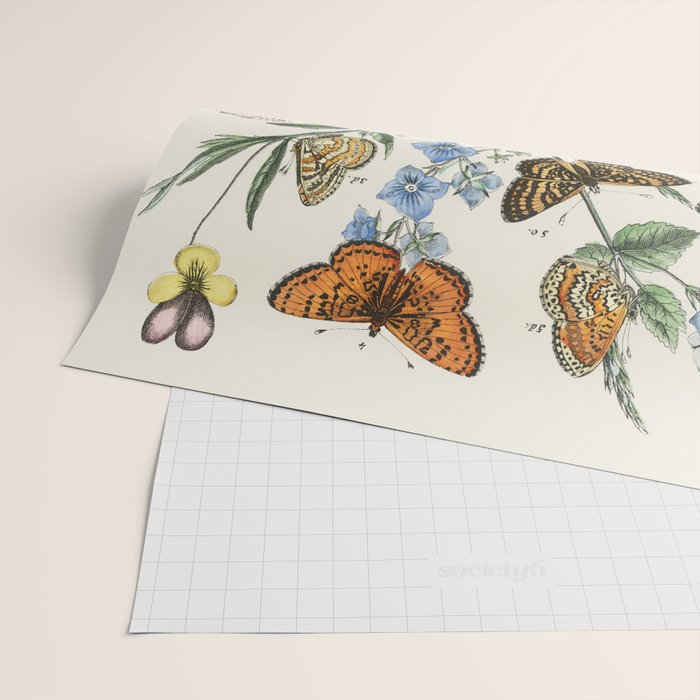 Vintage Scientific Illustration Butterfly Botanical Floral Lithograph Encyclopaedia Diagrams  Wrapping Paper Gallery Image 2