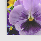 SPRING PURPLE & YELLOW PANSY FLOWERS Poster Gallery Image 3