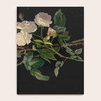 Vintage Botanical Illustration Beautiful Lush Roses Flowers Black Background Notebook Gallery Image 4