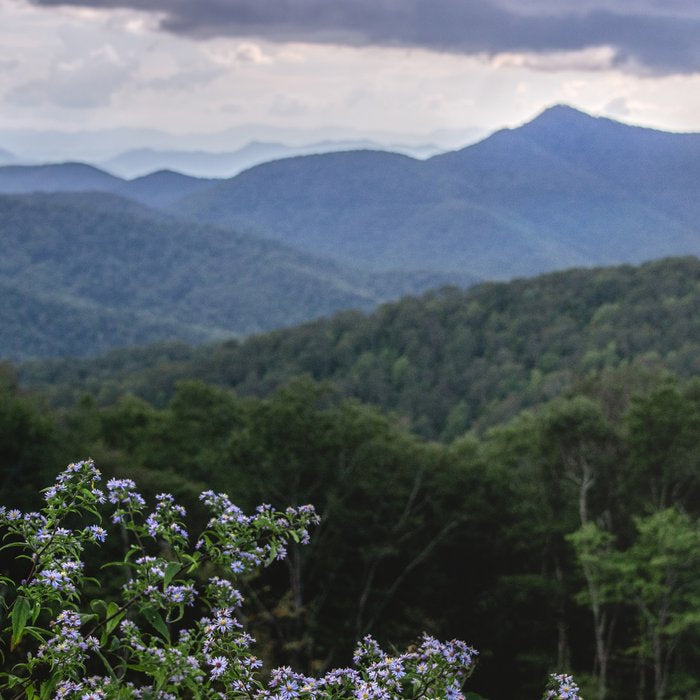 Smoky Mountain Wildflower Adventure - Nature Photography Coffee Mug Gallery Image 2
