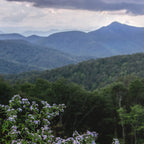 Smoky Mountain Wildflower Adventure - Nature Photography Coffee Mug Gallery Image 2