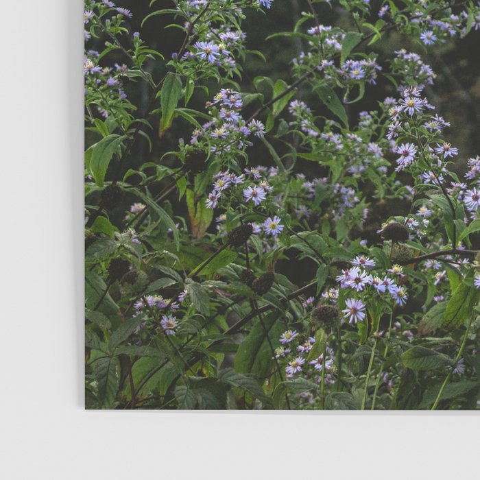 Smoky Mountain Wildflower Adventure - Nature Photography Poster Gallery Image 3