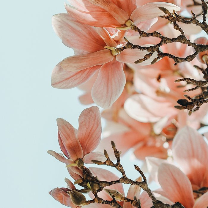 Pink Spring #4 Coffee Mug Gallery Image 2
