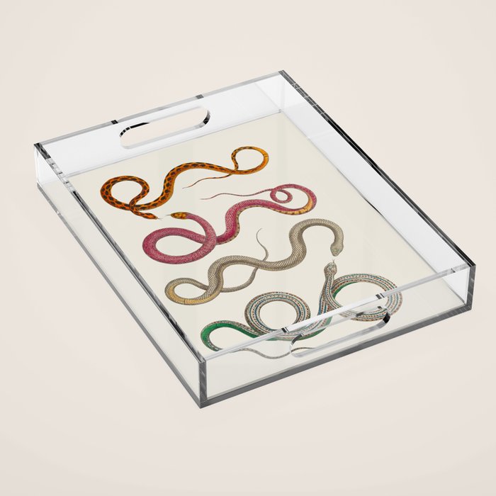 Albertus Seba Snakes Illustration Leopard Snake  Acrylic Tray Gallery Image 1