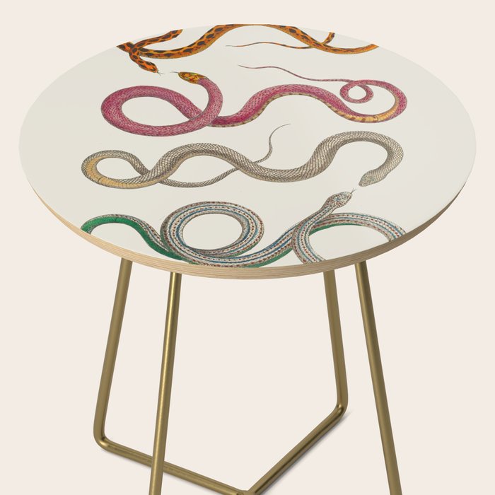 Albertus Seba Snakes Illustration Leopard Snake  Side Table Gallery Image 2