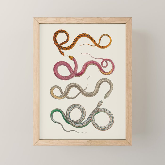 Albertus Seba Snakes Illustration Leopard Snake  Mini Art Print Gallery Image 1