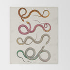 Albertus Seba Snakes Illustration Leopard Snake  Throw Blanket Gallery Image 2