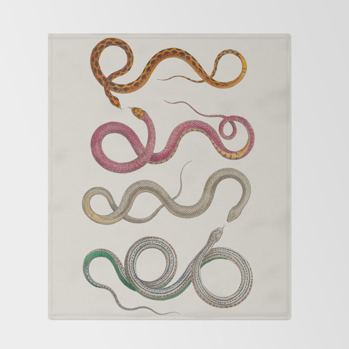 Albertus Seba Snakes Illustration Leopard Snake  Throw Blanket Gallery Image 2