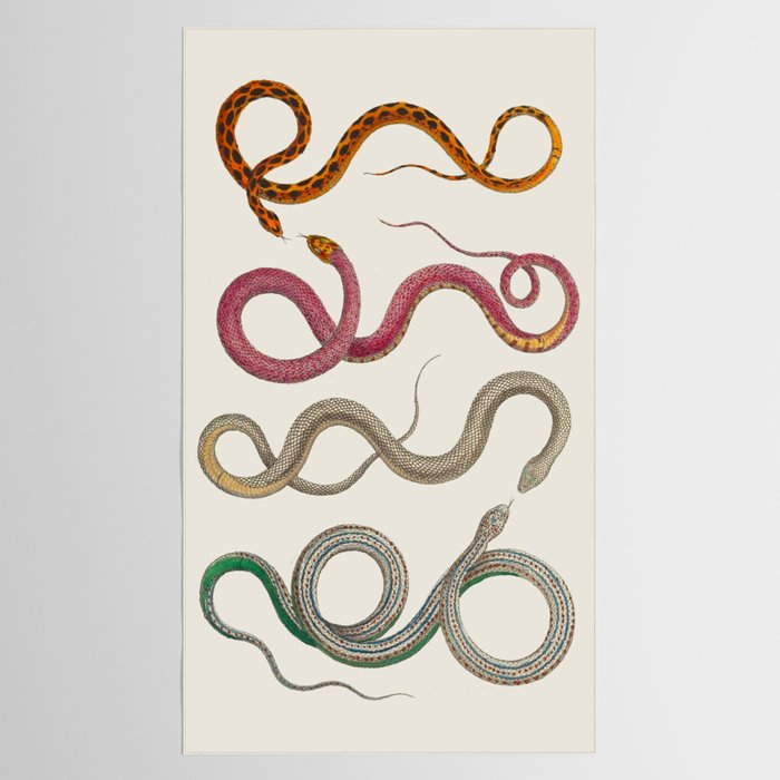 Albertus Seba Snakes Illustration Leopard Snake  Tablecloth Gallery Image 2