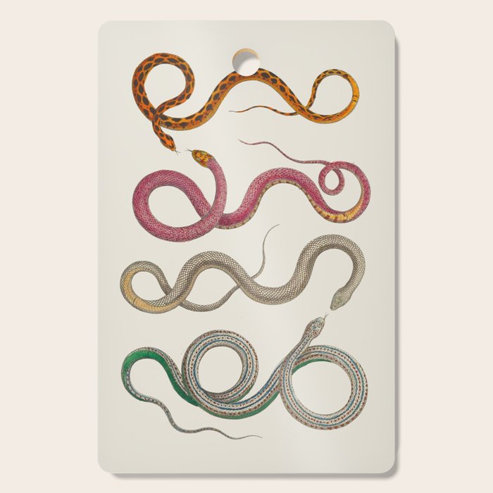 Albertus Seba Snakes Illustration Leopard Snake  Cutting Board Gallery Image 1