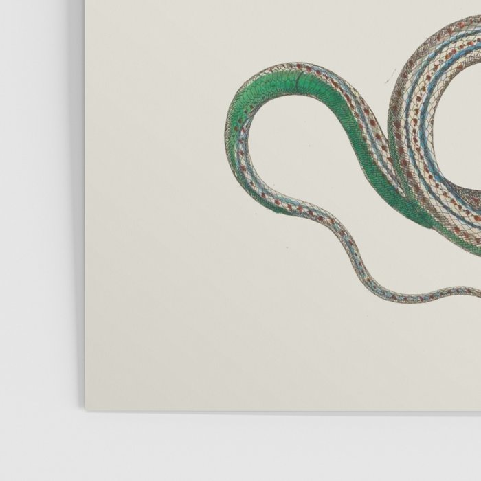 Albertus Seba Snakes Illustration Leopard Snake  Poster Gallery Image 3