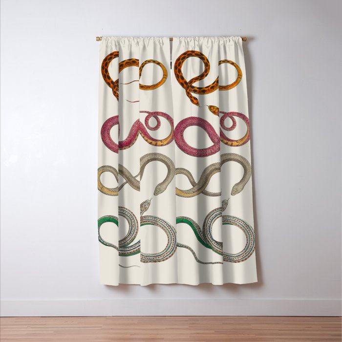 Albertus Seba Snakes Illustration Leopard Snake  Window Curtain Gallery Image 3