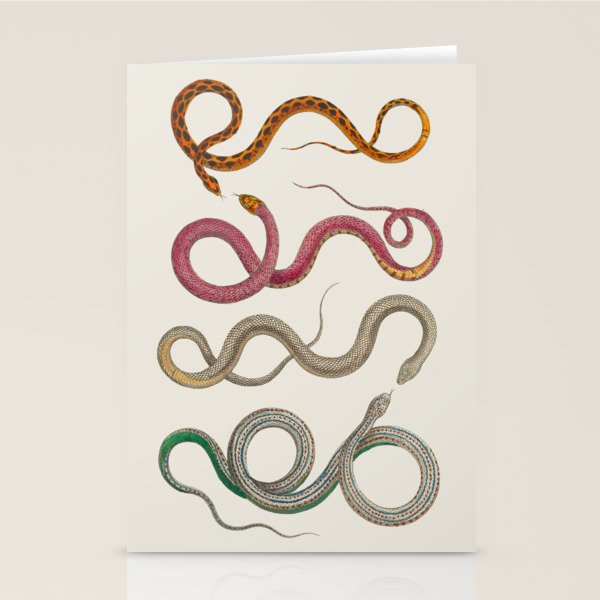 Albertus Seba Snakes Illustration Leopard Snake  Stationery Card Gallery Image 1
