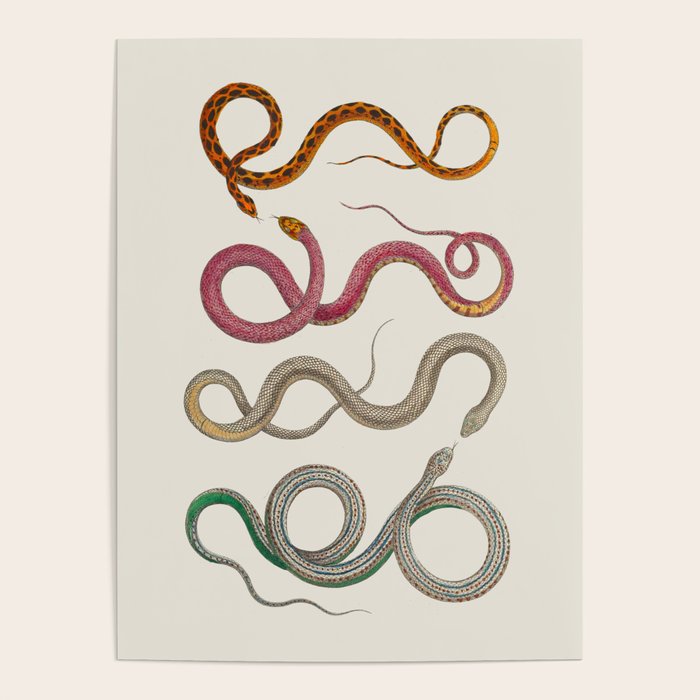 Albertus Seba Snakes Illustration Leopard Snake  Poster Gallery Image 1