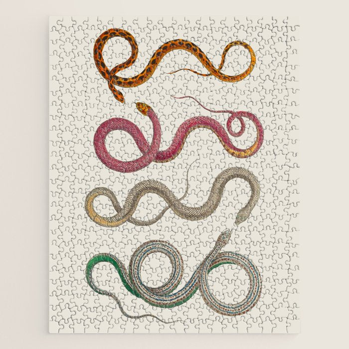 Albertus Seba Snakes Illustration Leopard Snake  Jigsaw Puzzle Gallery Image 1