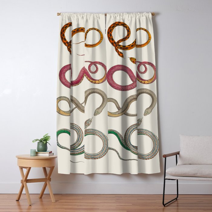 Albertus Seba Snakes Illustration Leopard Snake  Window Curtain Gallery Image 5