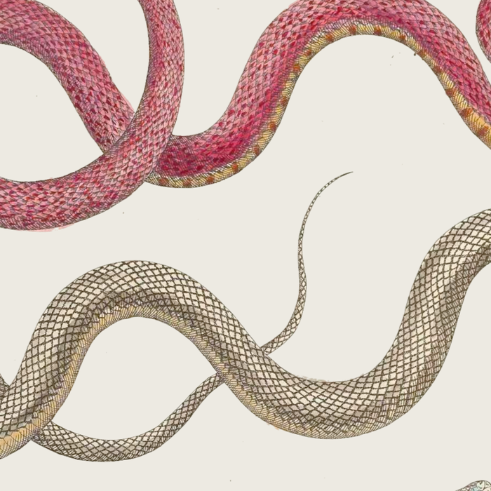 Albertus Seba Snakes Illustration Leopard Snake  Coffee Mug Gallery Image 2