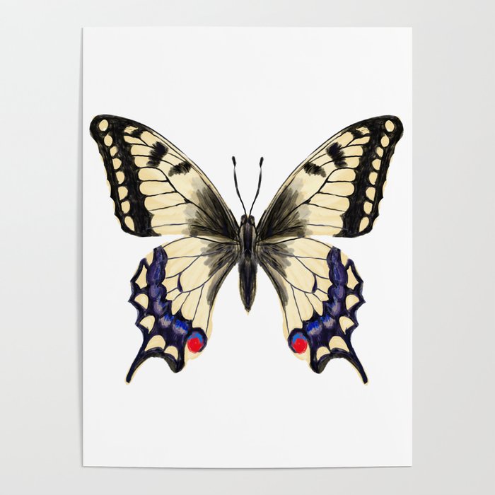Swallowtail Butterfly - butterfly art, painted butterfly, butterfly design, sweet butterflies Poster Gallery Image 4