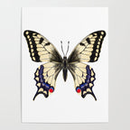 Swallowtail Butterfly - butterfly art, painted butterfly, butterfly design, sweet butterflies Poster Gallery Image 4
