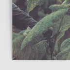 Leaves Poster Gallery Image 3