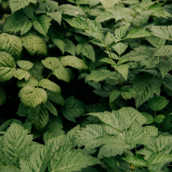 Rubus Coffee Mug Gallery Image 2