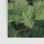 Rubus Poster Gallery Image 3