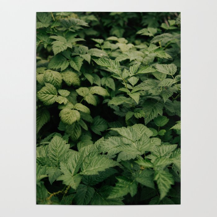 Rubus Poster Gallery Image 4