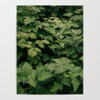 Rubus Poster Gallery Image 4