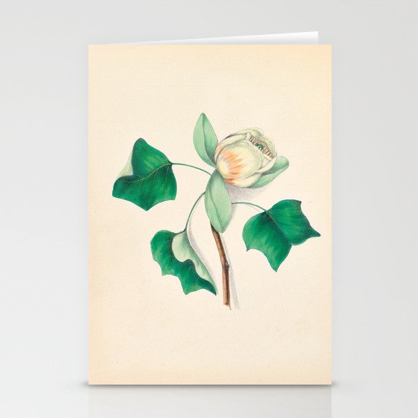 Tulip-tree blossom by Clarissa Munger Badger, 1859 (benefitting The Nature Conservancy) Stationery Card Gallery Image 2