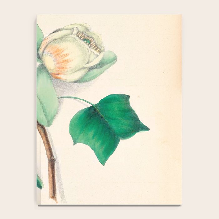 Tulip-tree blossom by Clarissa Munger Badger, 1859 (benefitting The Nature Conservancy) Notebook Gallery Image 4