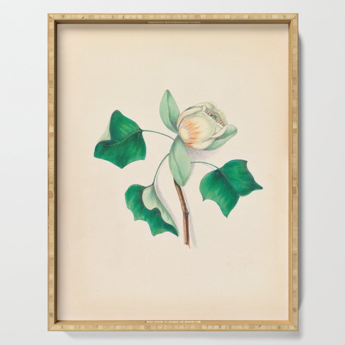 Tulip-tree blossom by Clarissa Munger Badger, 1859 (benefitting The Nature Conservancy) Serving Tray Gallery Image 1