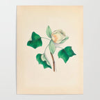 Tulip-tree blossom by Clarissa Munger Badger, 1859 (benefitting The Nature Conservancy) Poster Gallery Image 4