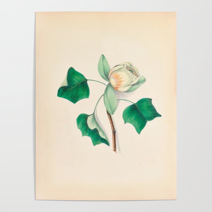 Tulip-tree blossom by Clarissa Munger Badger, 1859 (benefitting The Nature Conservancy) Poster Gallery Image 4