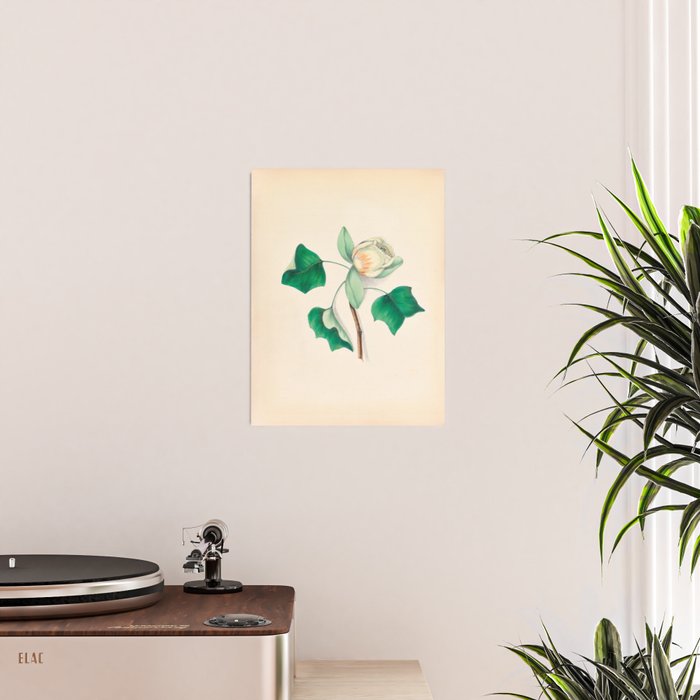 Tulip-tree blossom by Clarissa Munger Badger, 1859 (benefitting The Nature Conservancy) Poster Gallery Image 2