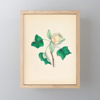 Tulip-tree blossom by Clarissa Munger Badger, 1859 (benefitting The Nature Conservancy) Mini Art Print Gallery Image 1