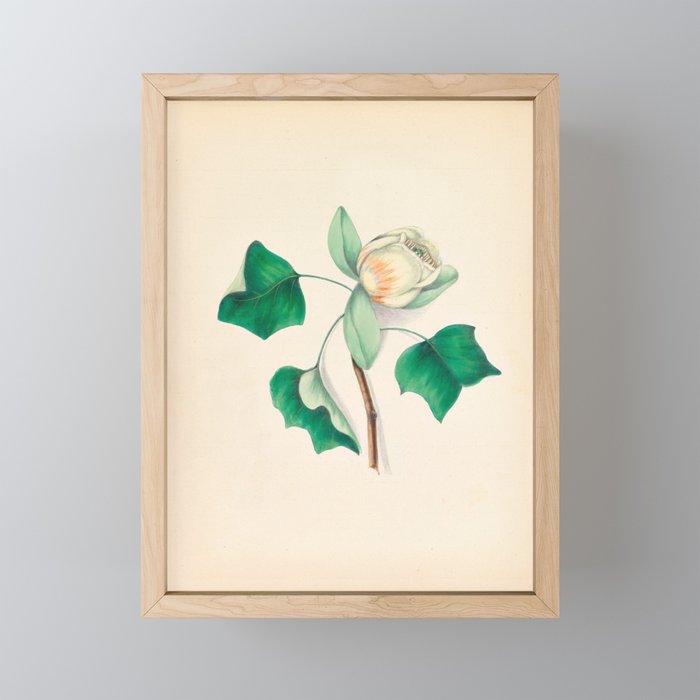 Tulip-tree blossom by Clarissa Munger Badger, 1859 (benefitting The Nature Conservancy) Mini Art Print Gallery Image 1