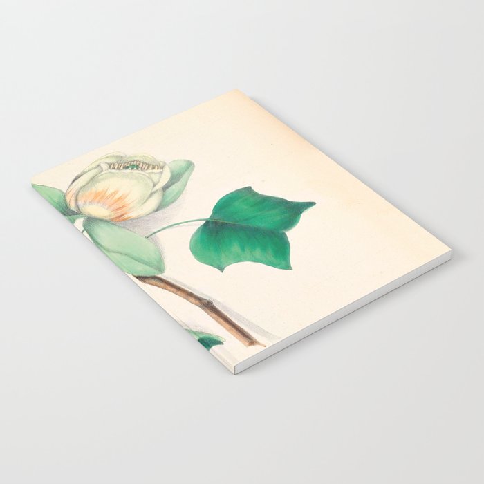 Tulip-tree blossom by Clarissa Munger Badger, 1859 (benefitting The Nature Conservancy) Notebook
